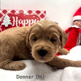 Donner-Silver Boy - Red  male Goldendoodle puppy in Lewisville, Texas from Zink Doodles