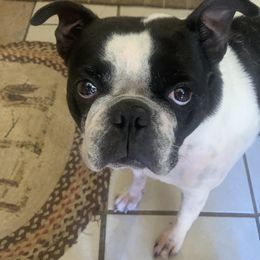 Boston Terriers from Palmetto Bostons