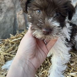 Miniature Schnauzers and Scottish Terriers from Oodles of Cuties!