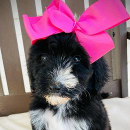 Bessie - Black female Goldendoodle puppy in Auburn, Indiana from Martin’s Doodles