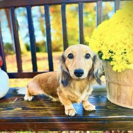River - Dachshund