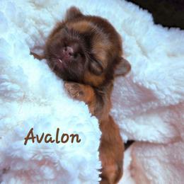 Avalon - Red female Shih Tzu puppy in Richmond, Texas from Aleka Shih Tzu