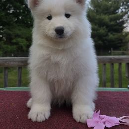 Pink girl - White female Samoyed puppy in Alma, Michigan from Limelight Samoyeds
