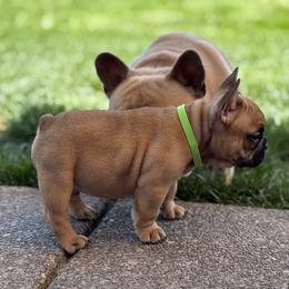French Bulldog Puppies from Miller Frenchie Farm