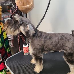Skye - Miniature Schnauzer