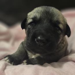Anatolian Shepherd Dog Puppies from Florida Anatolian Shepherds