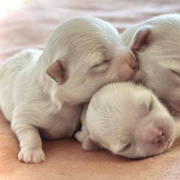 Maltese All Grown Up from MiaMiaMaltese Colorado