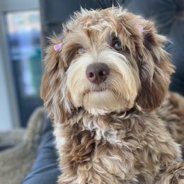 Mia - Goldendoodle