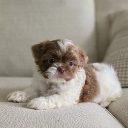 Pepper - Liver and white male Shih Tzu puppy in Republic, Missouri from Kolo House Shihtzus