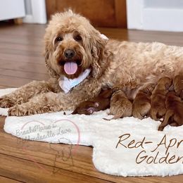 Bernedoodle and Goldendoodle Puppies from BrookeMarie’s Goldendoodle Love