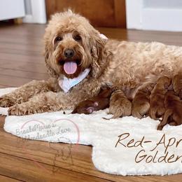 Bernedoodle and Goldendoodle Puppies from BrookeMarie’s Goldendoodle Love