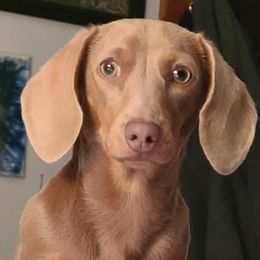 Dachshunds and Yorkshire Terriers from Crown Jewel Kennels