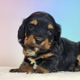 Eve - Black and tan female Cockapoo puppy in Louisburg, North Carolina from Raven Oak's Mini Cockapoos