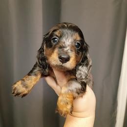 Ash - Black and tan male Dachshund puppy in Pasco, Washington from G & G Kennel