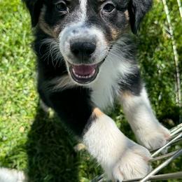 Emory - Black tri-color female Australian Shepherd puppy in Tehachapi, California from Boundless Joy Aussies