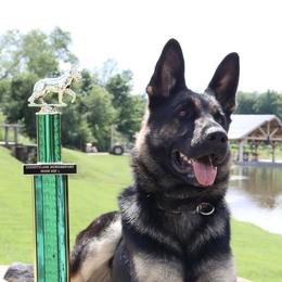 German Shepherds from Kennel zu Trojas Ehren