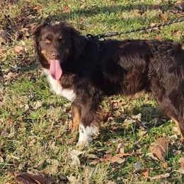 Rosie - Australian Shepherd
