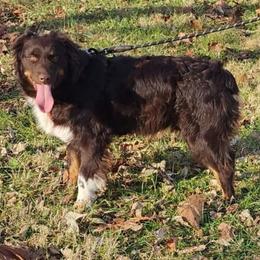 Rosie - Australian Shepherd