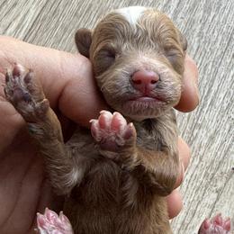 Girl 1 - Red female Cavapoo puppy in Orange, California from SoCal Cavapoos