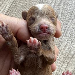 Girl 1 - Red female Cavapoo puppy in Orange, California from SoCal Cavapoos