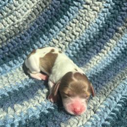 Bitty Brie - Piebald female Dachshund puppy in Yucaipa, California from Motorhead Dachshunds