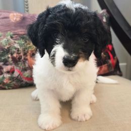 Sinatra - Tri-color male Double Doodle puppy in Prescott Valley, Arizona from Ramirez Family Doodles