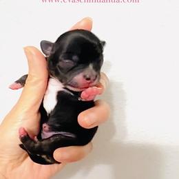 Rose - Black and white female Chihuahua puppy in Santa Rosa Beach, Florida from Eva's Chihuahua