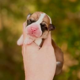 Girl 3 - Red female Pembroke Welsh Corgi puppy in Yulee, Florida from Pembroke Welsh Corgis at Belle Haven