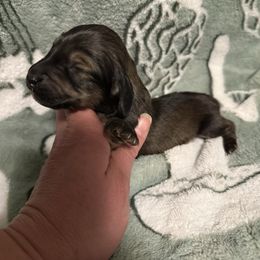 Boy 1 - Cream male Dachshund puppy in Deming, New Mexico from FoxieDoxies of New Mexico