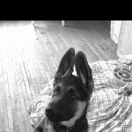 German Shepherd Puppies from Shenango Valley Shepherds