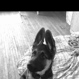 German Shepherd Puppies from Shenango Valley Shepherds