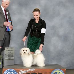 Jolly - Havanese