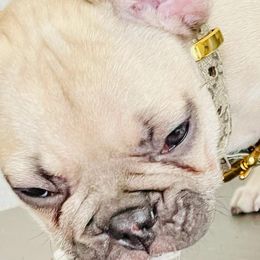 French Bulldogs from Gaby Vega