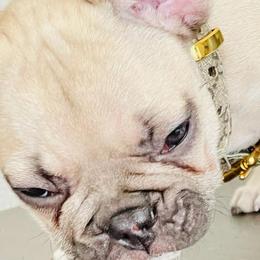 French Bulldogs from Gaby Vega