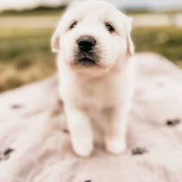 Boy 5 - Great Pyrenees puppy in New Palestine, Indiana from Hitchcock Homestead