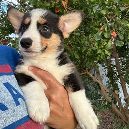 Boy 1 - Black and tan male Pembroke Welsh Corgi puppy in Honey Grove, Texas from JK Ranch Corgis