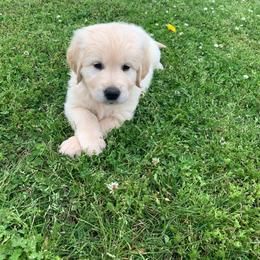 Golden Retriever Puppies from The Golden Court