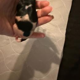 No7 Girl 4 - Black tan and white female Biewer Terrier puppy in Lebanon, Oregon from SD99Biewers
