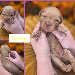 Amber - Apricot female Goldendoodle puppy in Decatur, Tennessee from Diamond's Doodles
