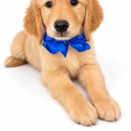 Rocky Road - Golden male Golden Retriever puppy in Chicago, Illinois from Urbane Retrievers