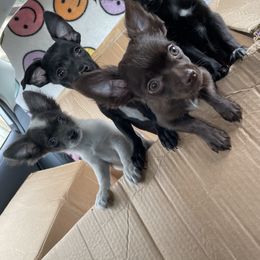 Chihuahua Puppies from Little Paws