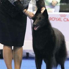 Belgian Sheepdogs from Chancery Belgians