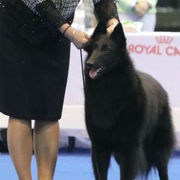 Belgian Sheepdogs from Chancery Belgians