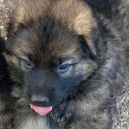 Boy 5 - German Shepherd puppy in Modoc County, California from Vom Marischal Working Lines German Shepherd Dogs