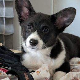Luna - Cardigan Welsh Corgi