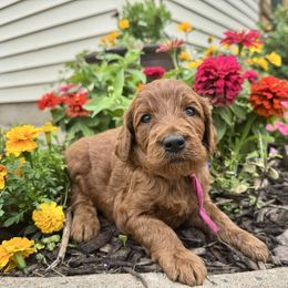 Kiara - Red female Irish Doodle puppy in Hammond, Wisconsin from Queen of the Hill Puppies