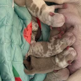 Dilute Retriever puppies from PGK PUGS