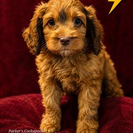 Pikachu - Red male Cockapoo puppy in Perry, Arkansas from Parker's Cockapoos
