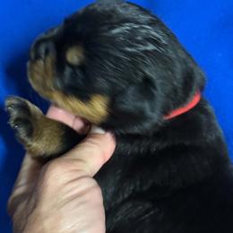Boy3 - Black and mahogany male Rottweiler puppy in Bartonsville, Pennsylvania from Karol's Rottweilers