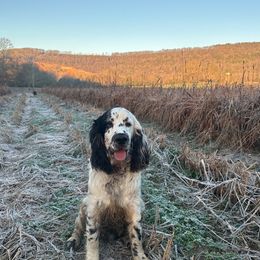 Indy - English Springer Spaniel